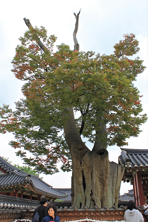  
The Zelkova Tree at the Hwaseong Haenggung Palace is more than 600 years old and has stood in Suwon from even before the construction of Hwaseong Fortress. 
